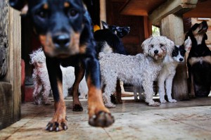 Paloma keeps 55 dogs in her house. She tries her best to find adoptive homes for them. Paloma only picks dogs in extreme conditions and she limit dog numbers in her house because she wants to give those dogs a better environment to live. 