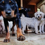 Paloma cuida a 55 perros en su casa, da lo mejor de sí para buscarles hogares adoptivos. Paloma sólo recoge perros en condiciones extremas y ha limitado el número de perros que tiene, ya que desea darles un buen entorno para vivir.