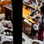 While her dogs are eating, Paloma teases her cat. Each day she spends at leatst 300 pesos to buy dog's food, which is a big burden for her.