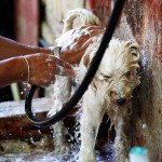 Paloma washes a little dogs in her back yard.