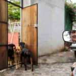 When Paloma back to her house, dogs welcome her warmly at the gate.